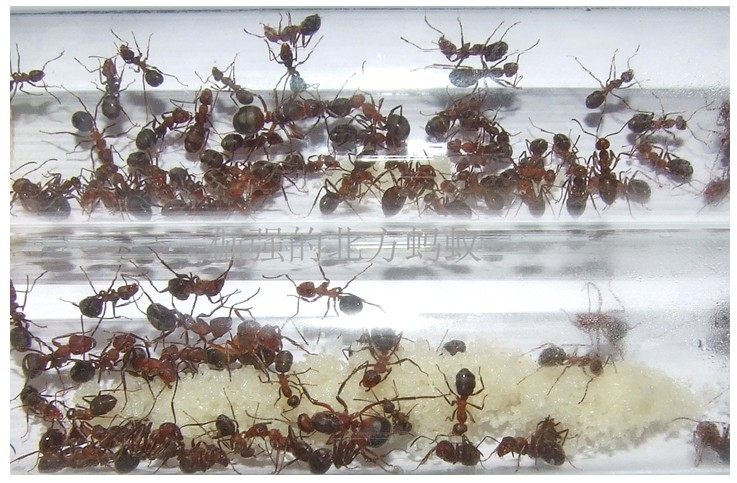 Pet ants Ishikari red ants after 10 500 workers red head red body red forest ants super large colony