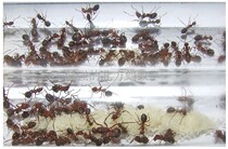 Pet ants Ishikari red ants after 10 500 workers red head red body red forest ants super large community