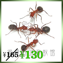 Pet ants Ishikari red ants 3 post 120 workers red head red body red forest ants do not war fast reproduction