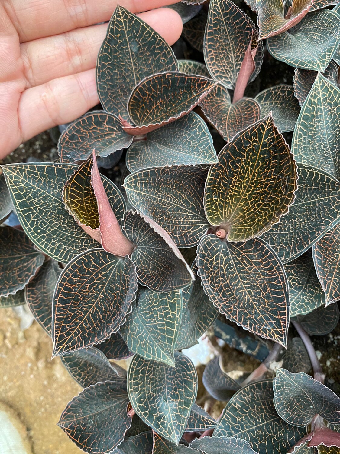 闽之草