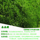 Moss landscape short velvet moss fresh moss seeds potted pavement fake landscape micro-landscape ecological tank landscaping plants