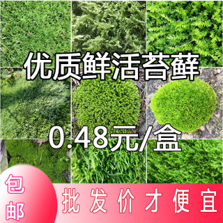 White-haired seed potted paving aquatic landscaping plant