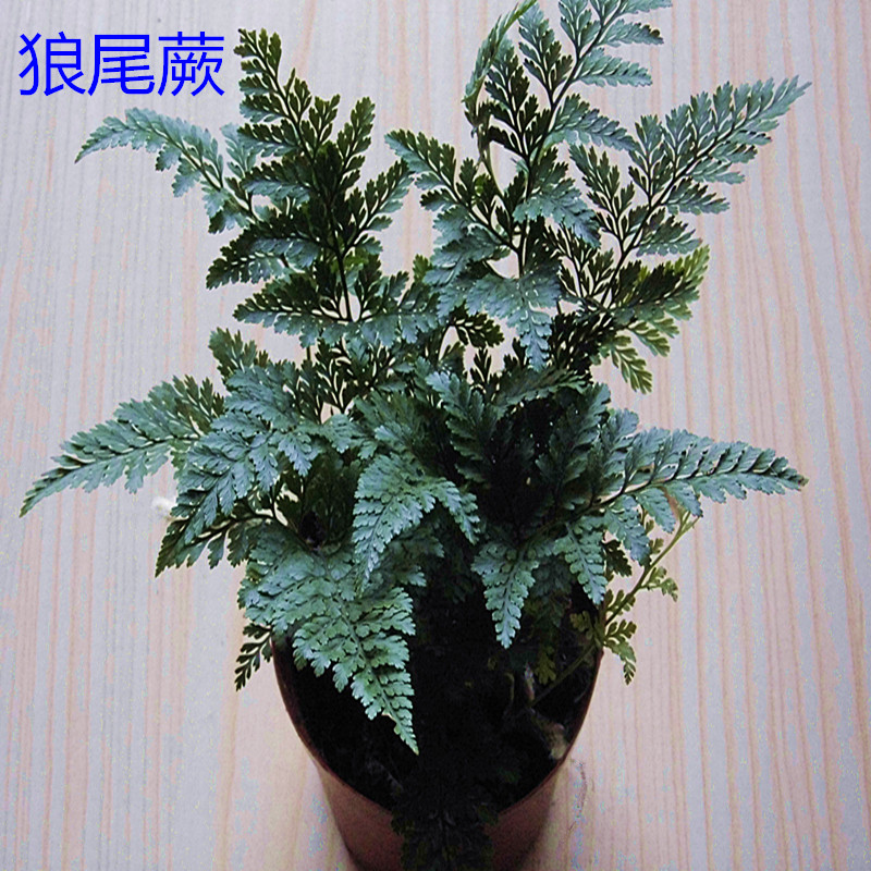 Wolf-tailed fern moss micro-landscape ecological bottle fern creative water and land tank rain tank Phoenix-tailed fern potted plant