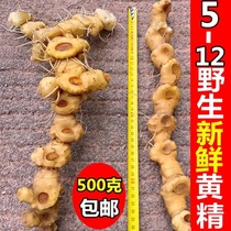 Fresh Sealwort Wild Sealwort Ginger Type Multiflower Sweet Sealwort Head Head Sealwort Jiuhua Гора Девять Steamed 9 Sun