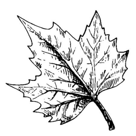 树叶小卖部的LOGO