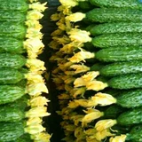 Огурец Loofah Duck Pill Pill Pill Plant Partner цветы цветы гладкие и осветляют огурцы, лафы, точка точки, чтобы получить бесплатную доставку