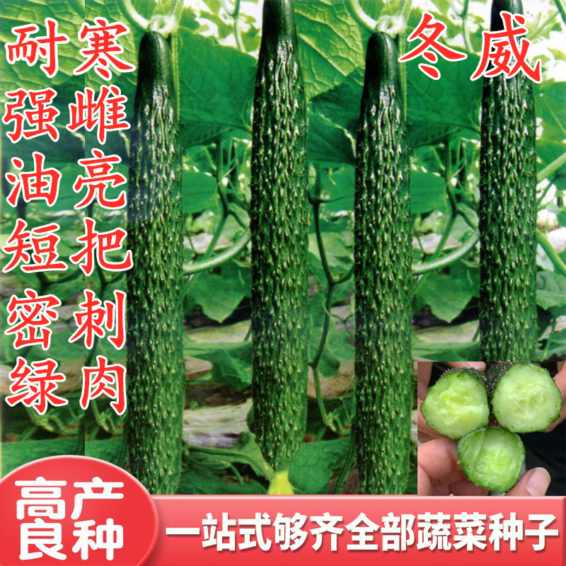 Cucumber Seed High-yield Oil Bright Water Cucumber Seed strong female melon Code Mie cold and good yield High green meat Winter Veh