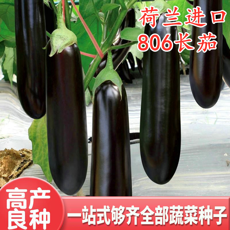 Long eggplant seeds green calyx green grafted eggplant seeds seedlings high-yield cold-resistant heat-resistant four-season vegetables 806 long eggplant