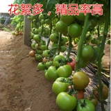 Семена семян томатов томатные семян Большой фрукты розовый холод -устойчивый