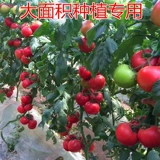 Семена семян томатов томатные семян Большой фрукты розовый холод -устойчивый