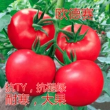 Семена семян томатов томатные семян Большой фрукты розовый холод -устойчивый