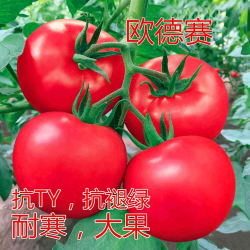 Семена семян томатов томатные семян Большой фрукты розовый холод -устойчивый