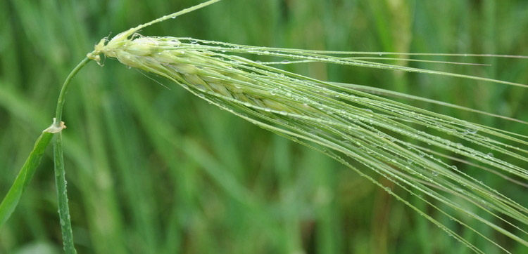 香格里拉干红\/大藏秘9.8度青稞干红酒\/特色750