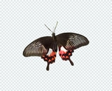 Нефритовый ремень Puch Diffeng Live Butterfly Bidge Butterfly Steller Bodhisattva metstical matsus шелкорный червя, детские яйца шелкота