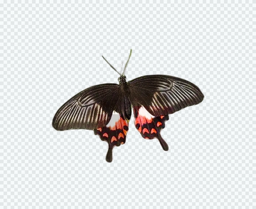 Нефритовый ремень Puch Diffeng Live Butterfly Bidge Butterfly Steller Bodhisattva metstical matsus шелкорный червя, детские яйца шелкота