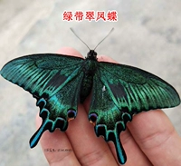 3 куколки зеленого пояса