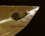 Зеленая порошка бабочка живой бабочки Большая бабочка плюс Matsus capylosa ilkworm дети Sugarbao Butterfly Egg