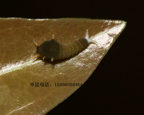 Зеленая порошка бабочка живой бабочки Большая бабочка плюс Matsus capylosa ilkworm дети Sugarbao Butterfly Egg