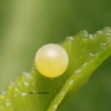 Нефритовый ремень Puch Diffeng Live Butterfly Bidge Butterfly Steller Bodhisattva metstical matsus шелкорный червя, детские яйца шелкота