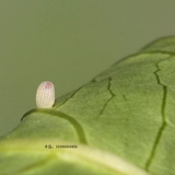 Dajiao Spa Butterfly Live Butterfly Larvae Butterfly Pupae Catcherpillar, Caterpillar Silkworr