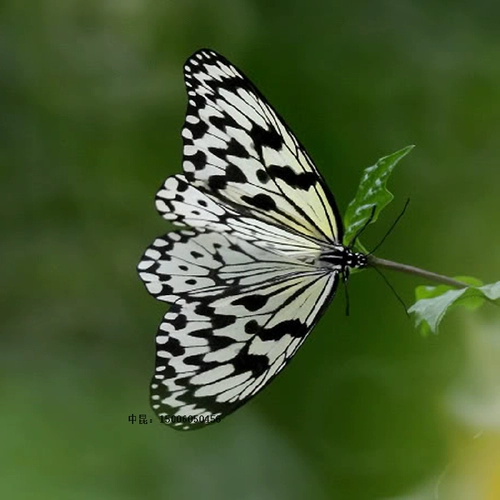 Dajiao Spa Butterfly Live Butterfly Larvae Butterfly Pupae Catcherpillar, Caterpillar Silkworr