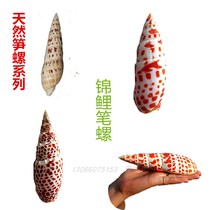 Natural conch koi pen snail bamboo shoots snail specimen collection ornamental creative decoration fish tank aquarium set