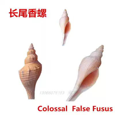 The big long fragrant snail snail Taoist horn blowing the trumpet cutting the sound of the conch Buddha enshrines the conch shell
