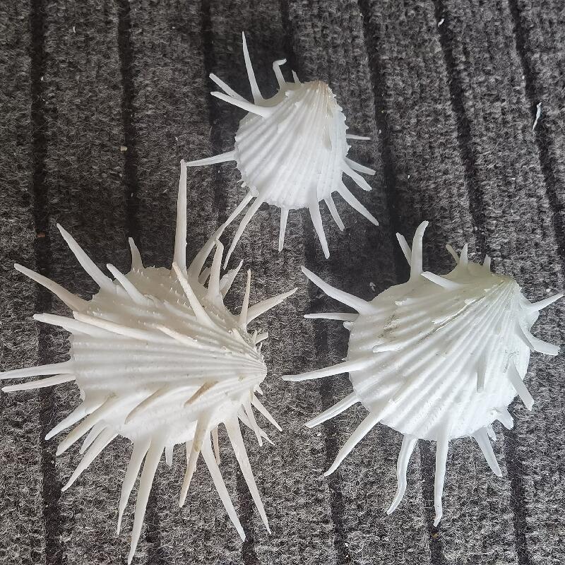 Natural Color Shell White Sea Chrysanthemum Fish Tank Aquarium Set Specimen Collection Ornamental Creative Photography Conch Shell