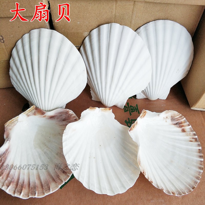 Summer Mussels Large Scallop Belwhite Shells Handmade Painted Barbecue Scallop containers Creative props Decorative Shells Craft Gift Hem Accessories