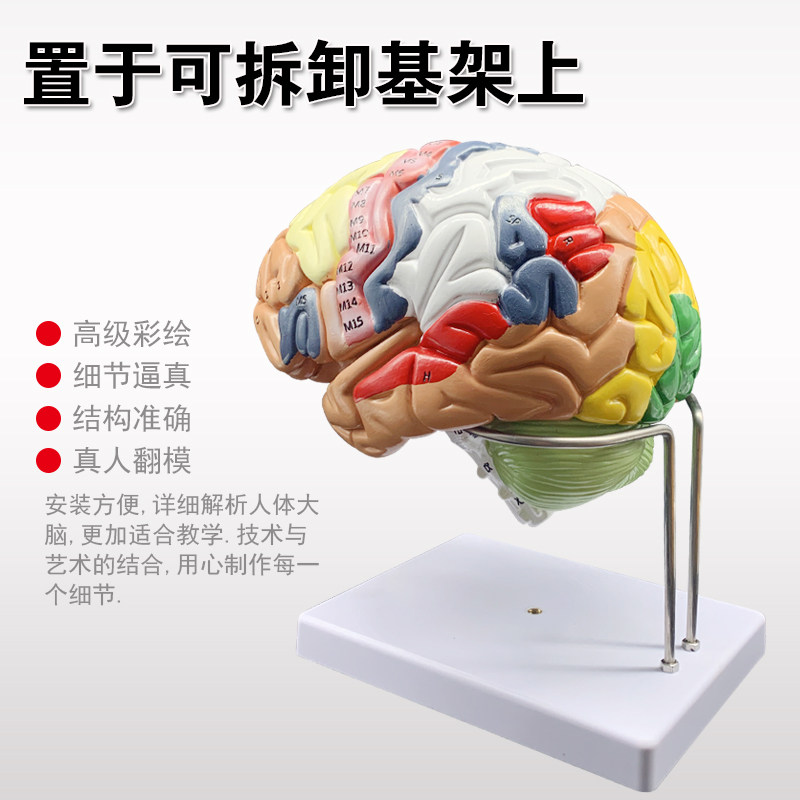 正品高端医学神经科脑科人体大脑解剖模型大脑模型脑分区模型