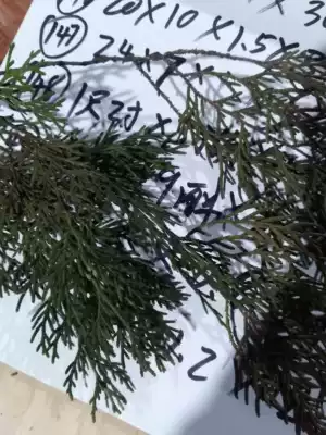 Cypress leaf cypress tree branch cypress tree leaf sample free of charge