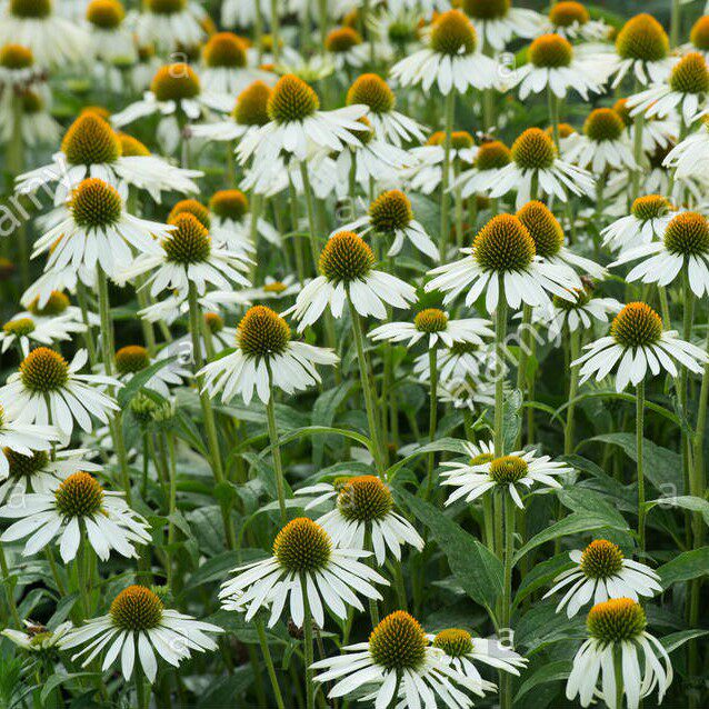 谢谢小花白花松果菊盛世宿根多年生花卉盆栽耐热耐寒花园植物 领优惠券 购物更便宜 发现时尚