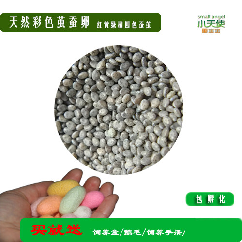 Natural white silkworm color cocoon silkworm egg knot golden red green orange yellow four colors buy on the feeding tools to raise silkworm manual