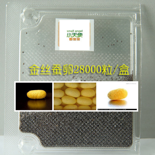 Golden silk silkworm eggs Eat mulberry leaf knot golden silk silkworm seeds 28,000 grains a box and a large number of red and green silkworm eggs for