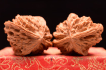 Wild Lion Head Quadris 48 Boutique Collection Grade Text Playing Walnut Alien To Play With Sparkman Big Runs