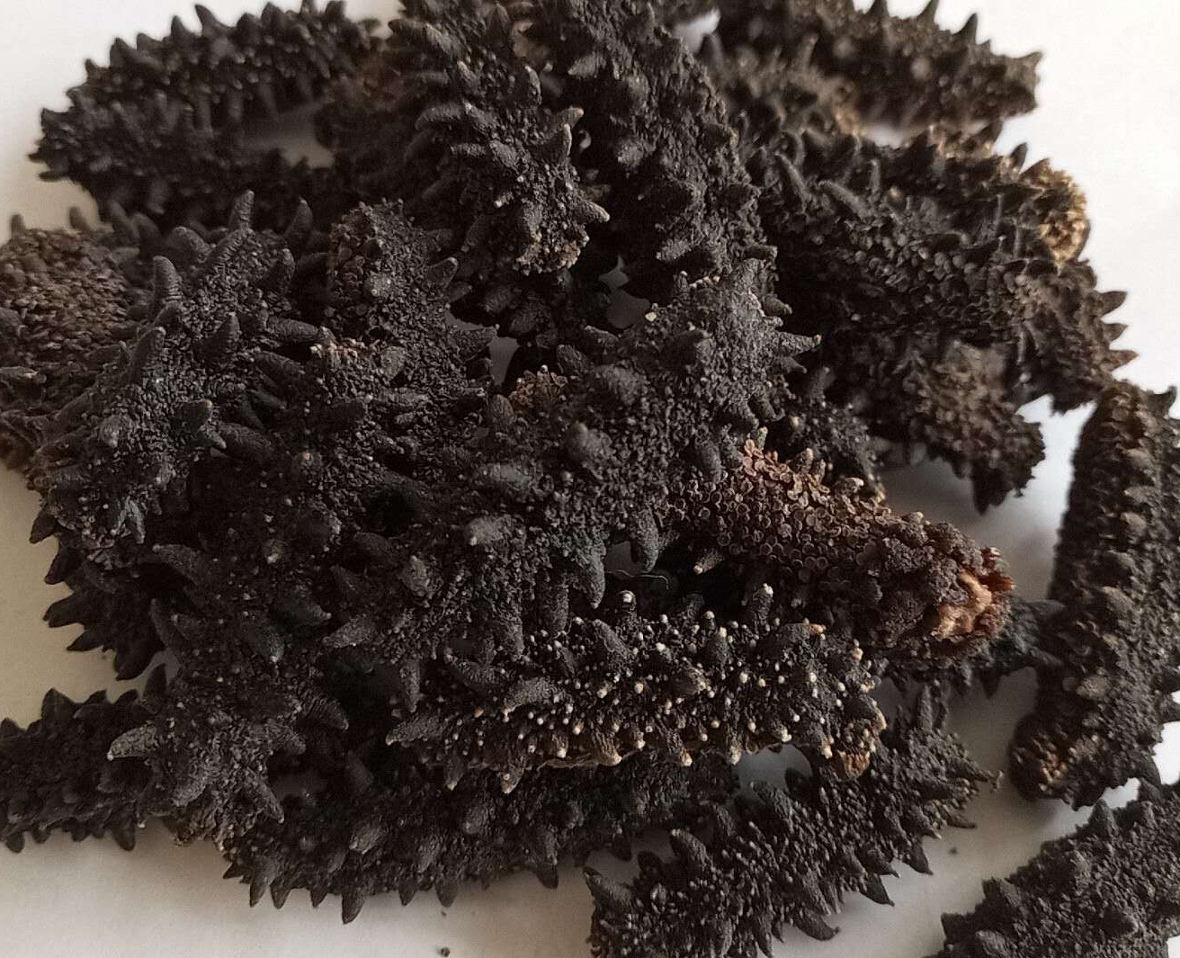 Russian light dried sea cucumber 200T catty natural wild 50 grams