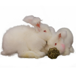网红安哥拉兔子活物寝室好养巨型长毛兔三个月青年宠物兔活体大型