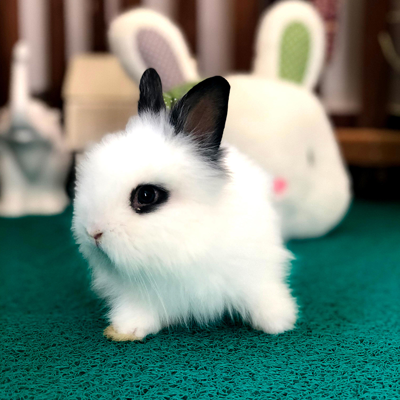 Pet rabbit living dwarf rabbit small live Angola long hairy rabbit lop-eared rabbit mini teacup rabbit