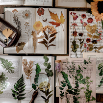 Original PET large sticker plant specimen book series retro transparent decorative paper specimen dried flower fern Eugali