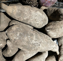 Yunnan farmers own fresh vegetables loofah root melon Buddha hand melon root Shougua 500g delicious vegetables