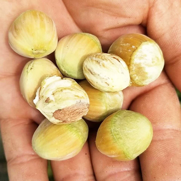 Товары от 健康美食网