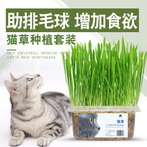Cat Grass Seeds Catnip Cat Snacks Hair Removal Balls Cat Grass Seeds Cat Grass Set Nutrition Soil Wheat Grass