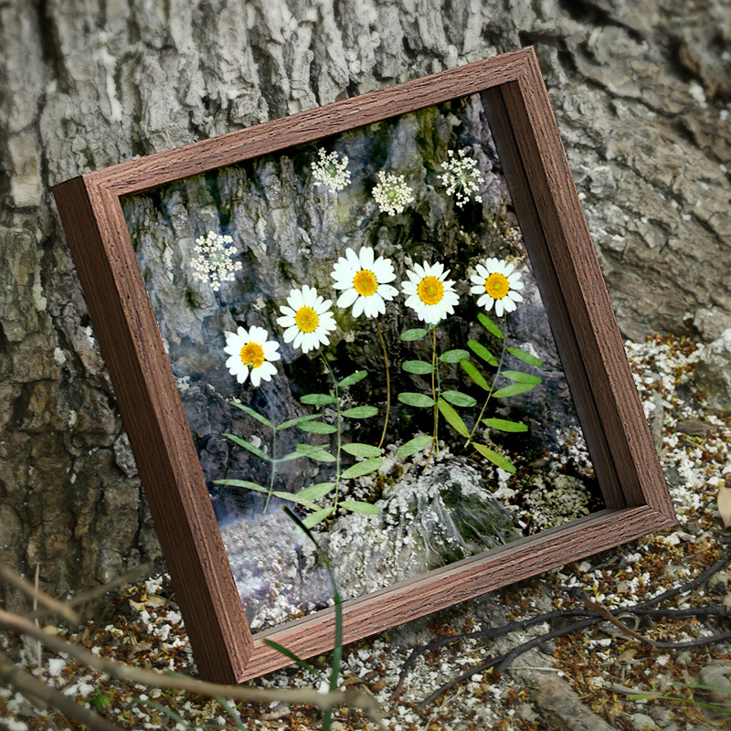 Plant Specimen Frame, Paper-Cut Picture Frame, Dried Flower Double-Sided Transparent Glass Leaf Specimen Frame, Tabletop Pressed Flower Display Frame