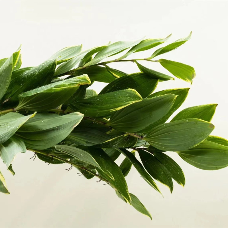 Fresh Cut Lily Leaves from Shanghai, Flower Delivery in Jiangsu, Zhejiang, Shanghai, and Anhui, Two Bunches with Free Shipping, Suitable for Home Vase Arrangements and Floral Art Fresh Cut Lily Leaves from Shanghai, Flower Delivery in Jiangsu, Zhejiang, Shanghai, and Anhui, Two Bunches with Free Shipping, Suitable for Home Vase Arrangements and Floral Art