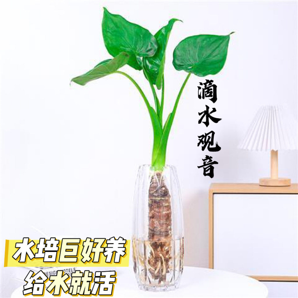 水培土培植物滴水观音