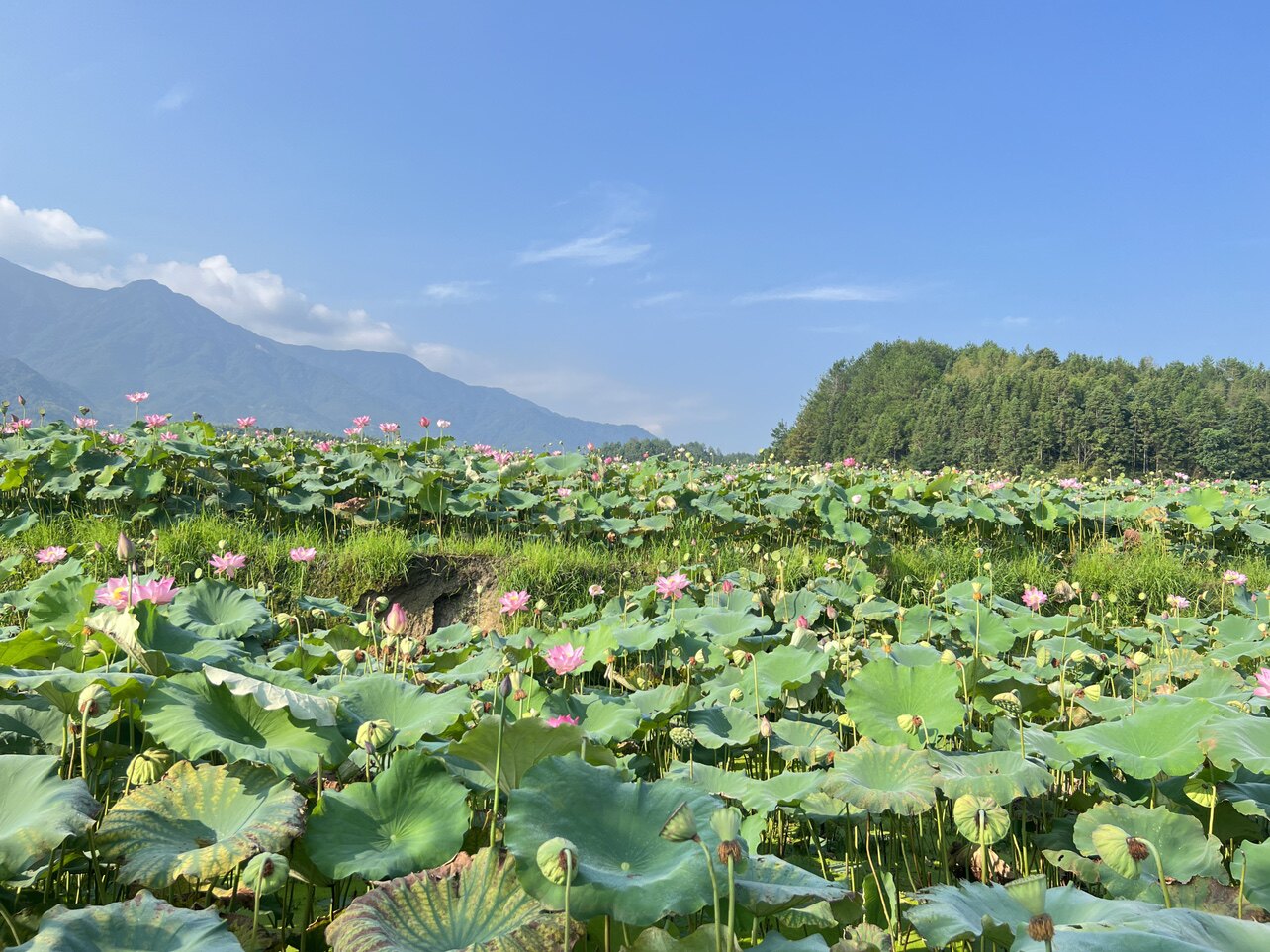 建宁莲子原产地直供