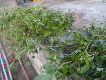 Fresh and freshly picked wild grass Black ink grass dry lotus grass White dry lotus ink pipe grass ink tobacco ink vegetable ink grass Gold silk hemp