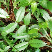 Fresh and freshly picked wild mountain herbs Two-sided needle vines into the ground Taurus red barb Bougainvillea double-sided needle mountain pepper Chinese herbal medicine