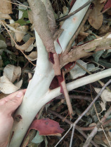 Eucalyptus Eucalyptus Eucalyptus Leaf Pet Decoration Close Kangaroo Flying Rat Nectar Bag Toy Bark Wooden Stick Honey bag Climbing Climbing