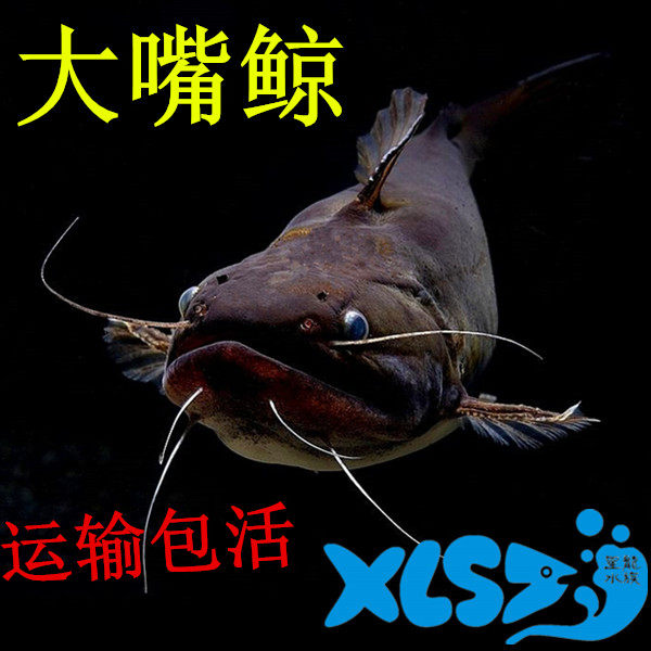 Big mouth whale freshwater whale devil catfish Neck fin catfish South American catfish tropical ornamental fish live